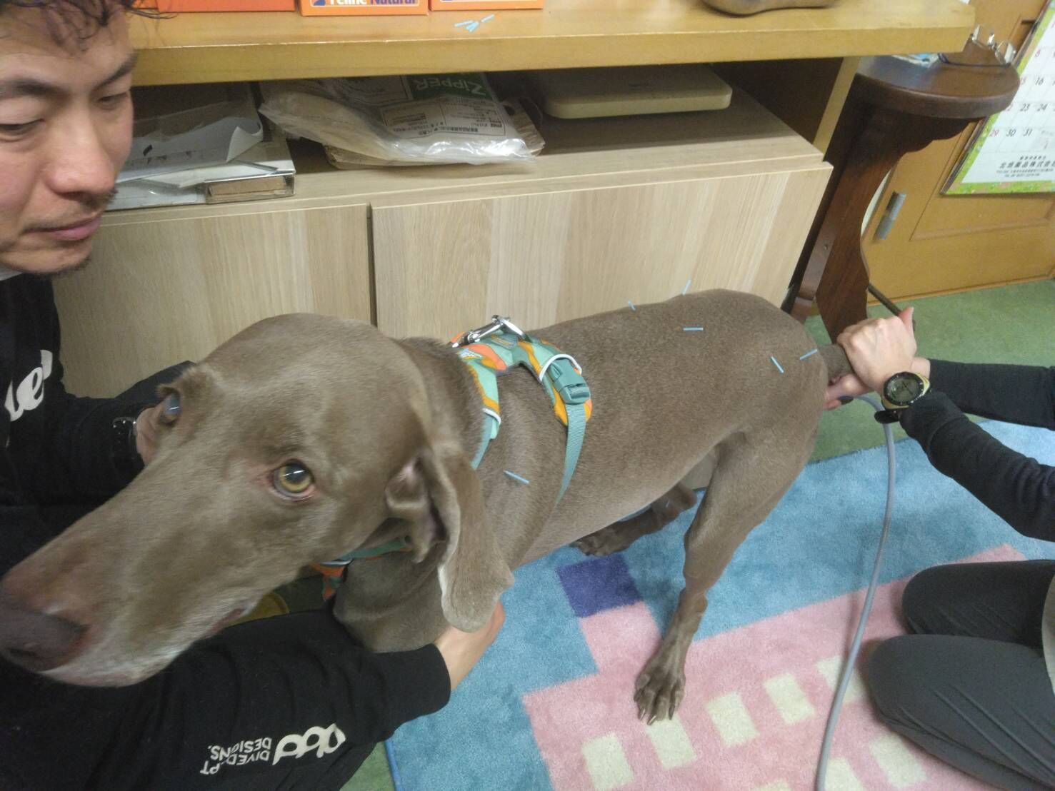 特徴