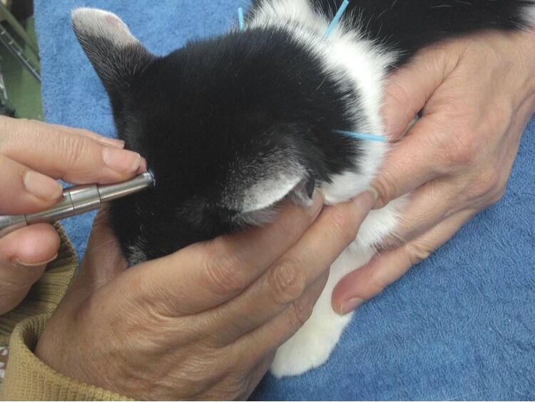 猫