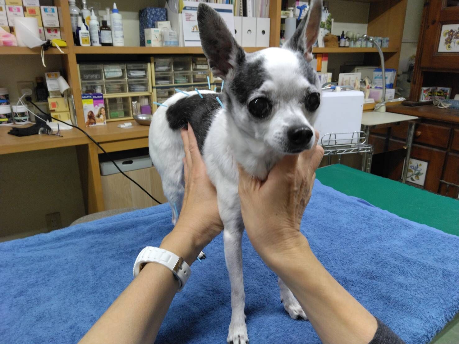 犬